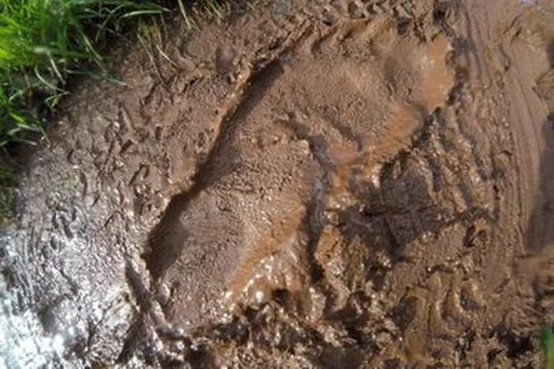 Huella de Sasquatch
